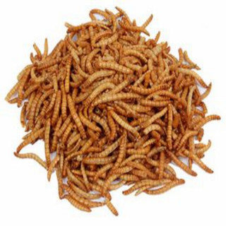 Loose Mealworms