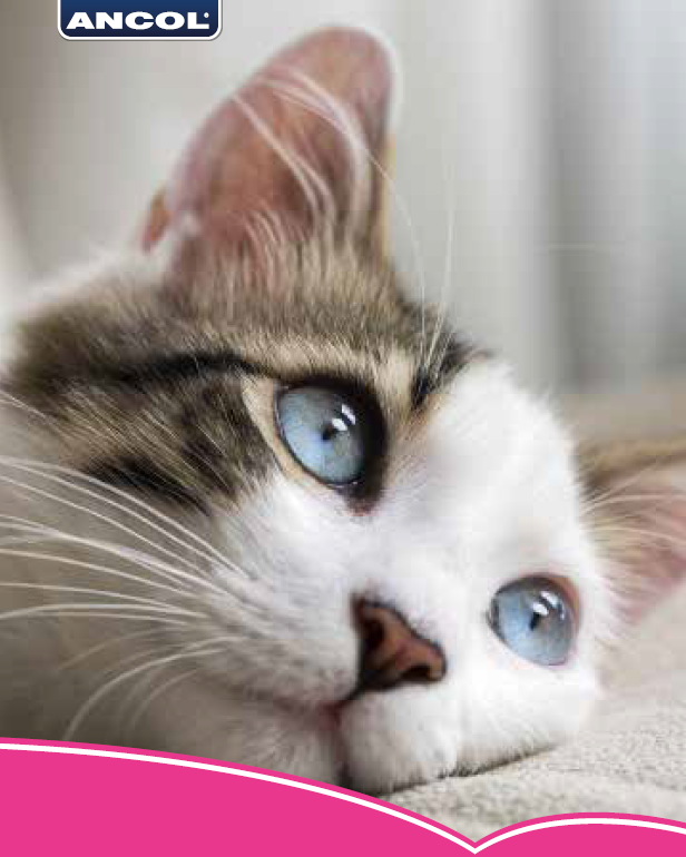 Ancol Fluffy Danglers for Cats