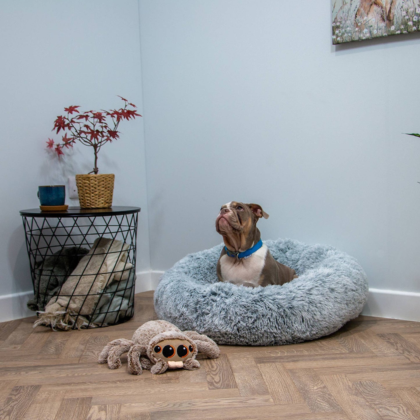 Sid The Spider Soft Dog Toy