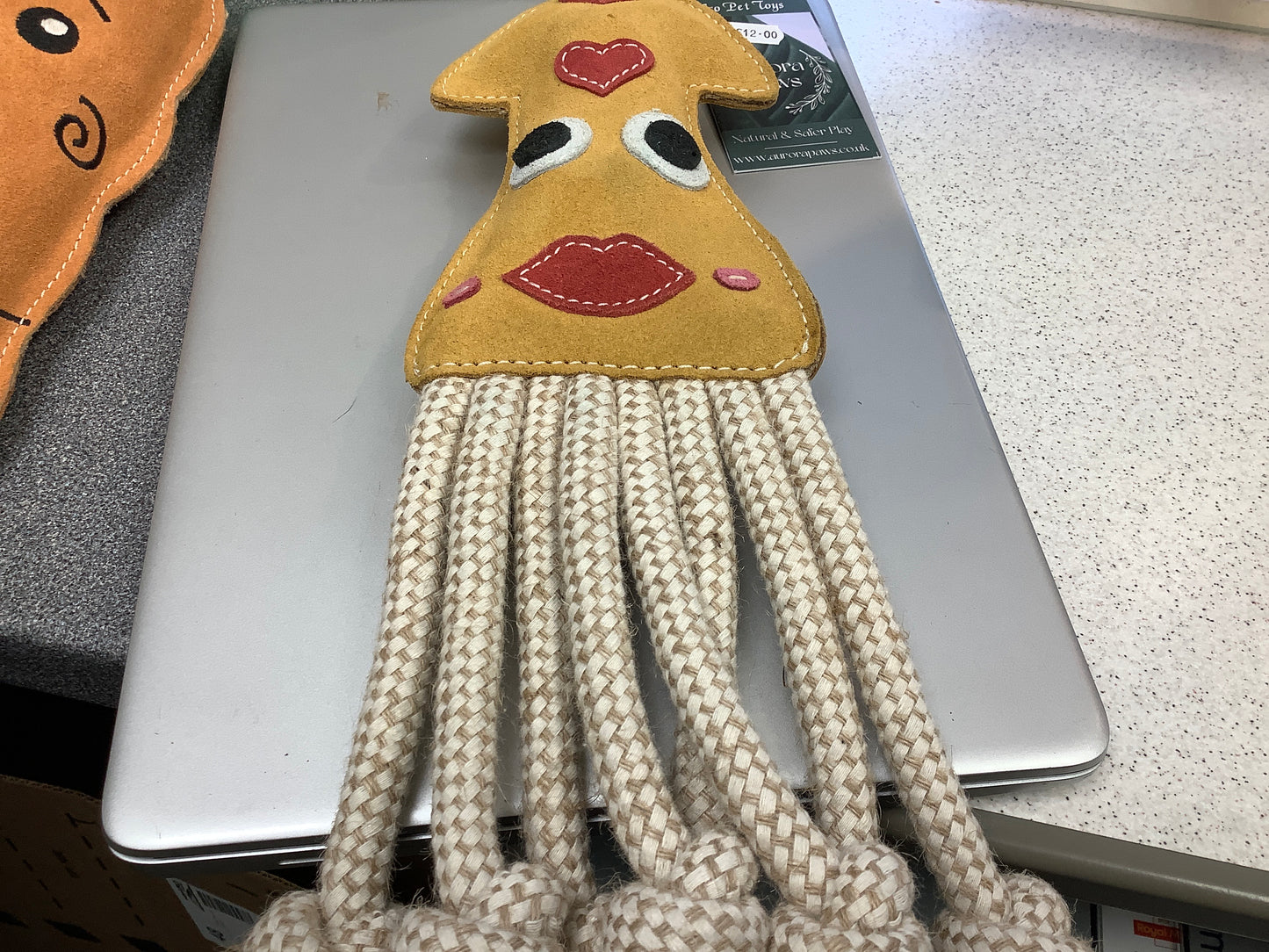 Aurora pets squid