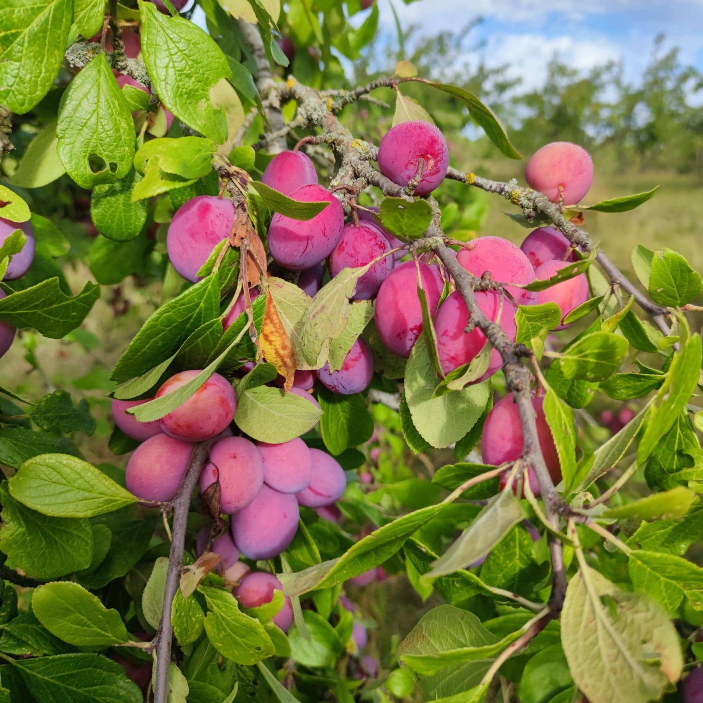 Plum and Rosehip Jam