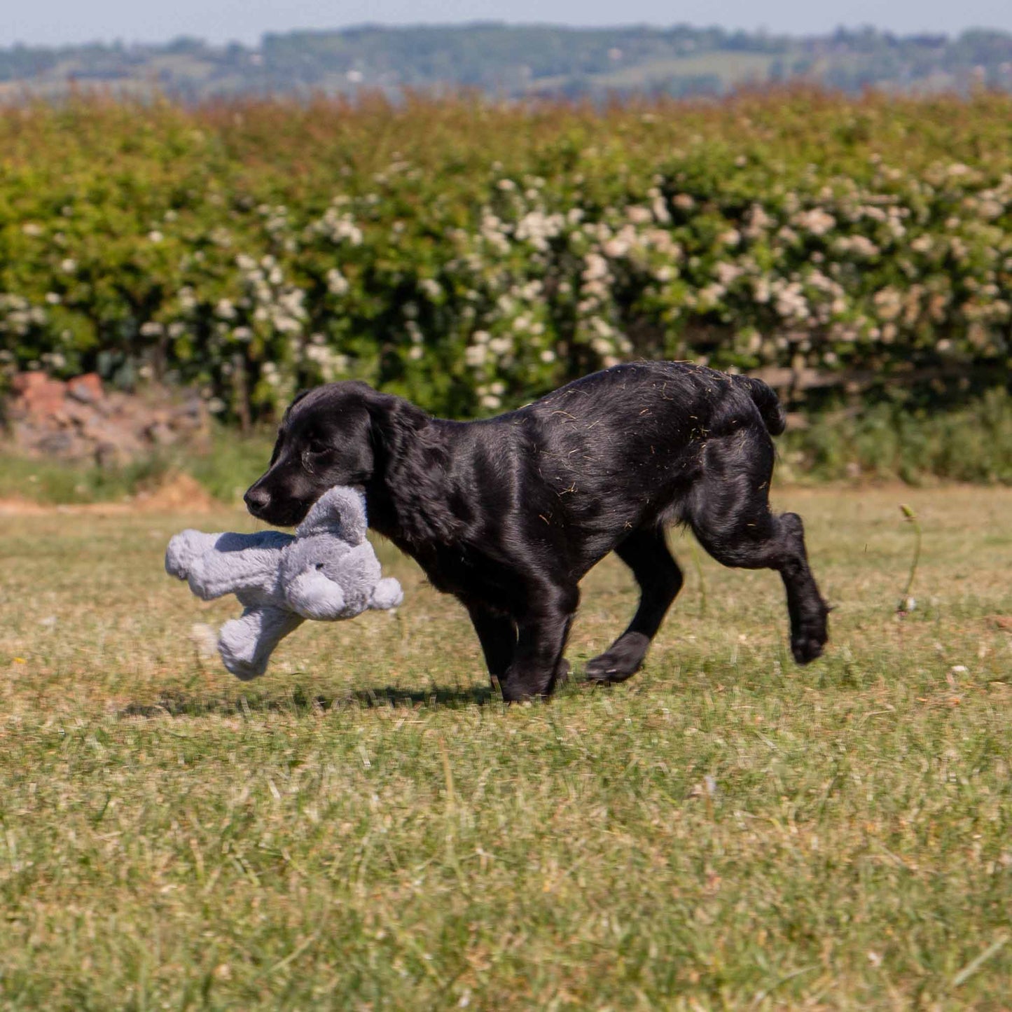 Ancol Pet Products Ltd - Small Bite Grey Elephant Toy for Puppies & Smaller Dogs