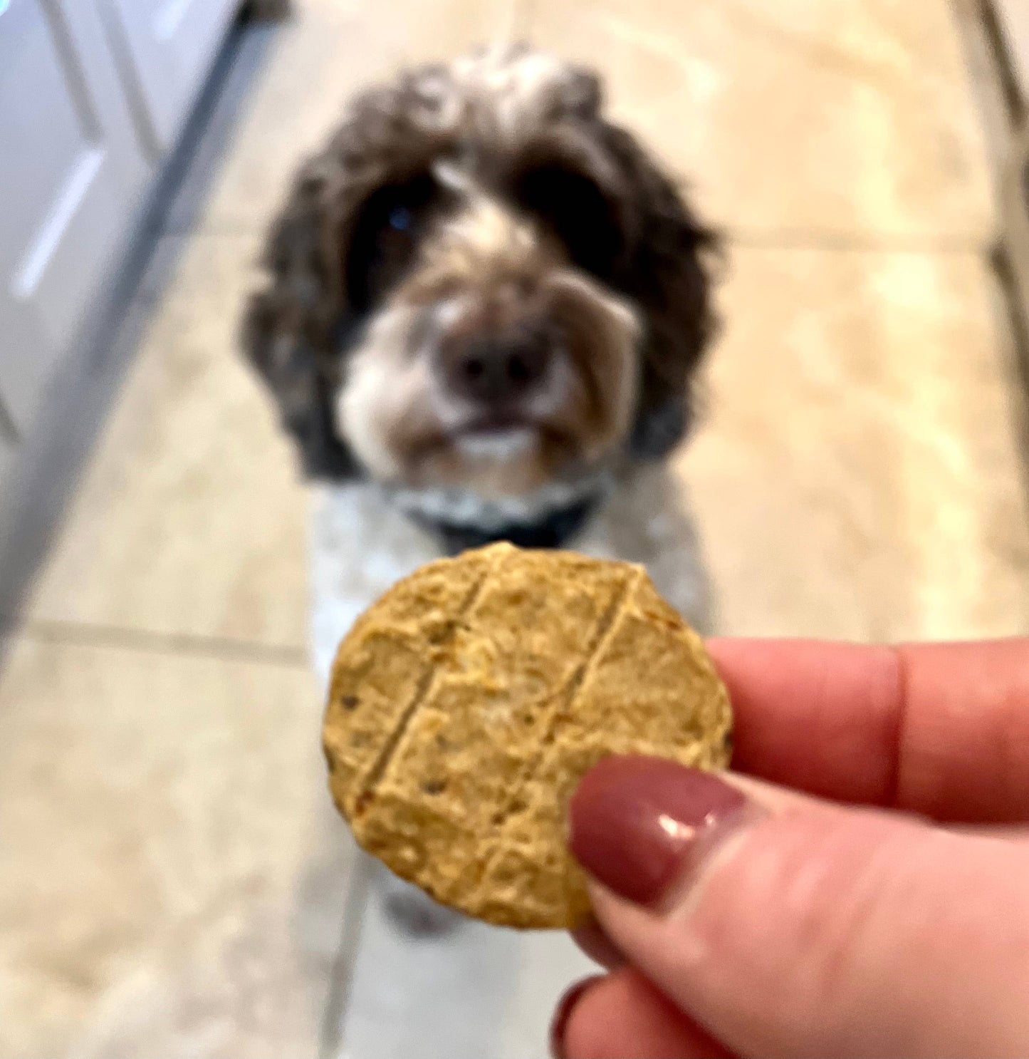 Sustainable Fish Cookie Dog Treats