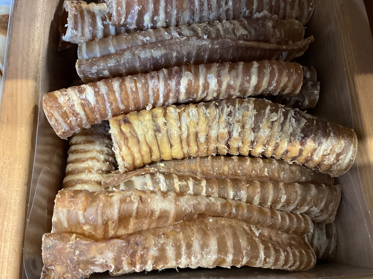 Water Buffalo Trachea (15cm)