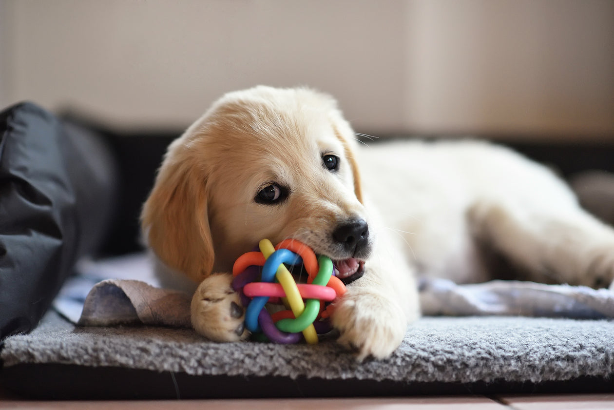 Puppy Toys