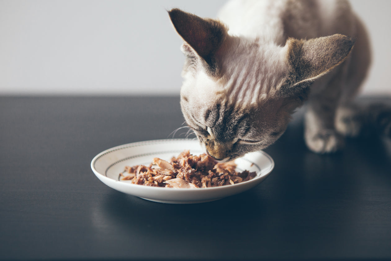 Cat Wet Food