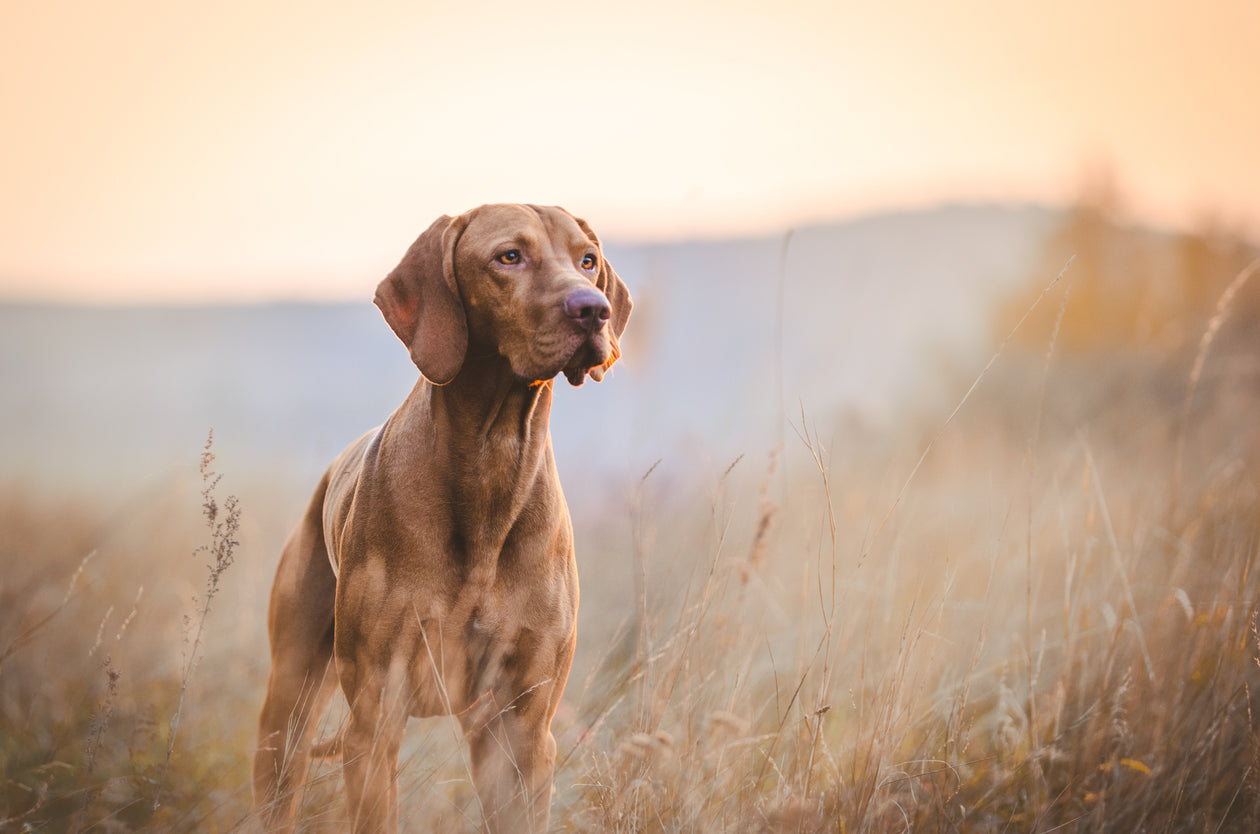 Working Dog