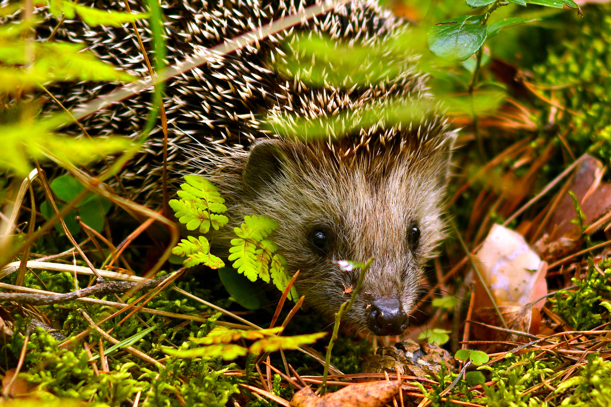 Hedgehog