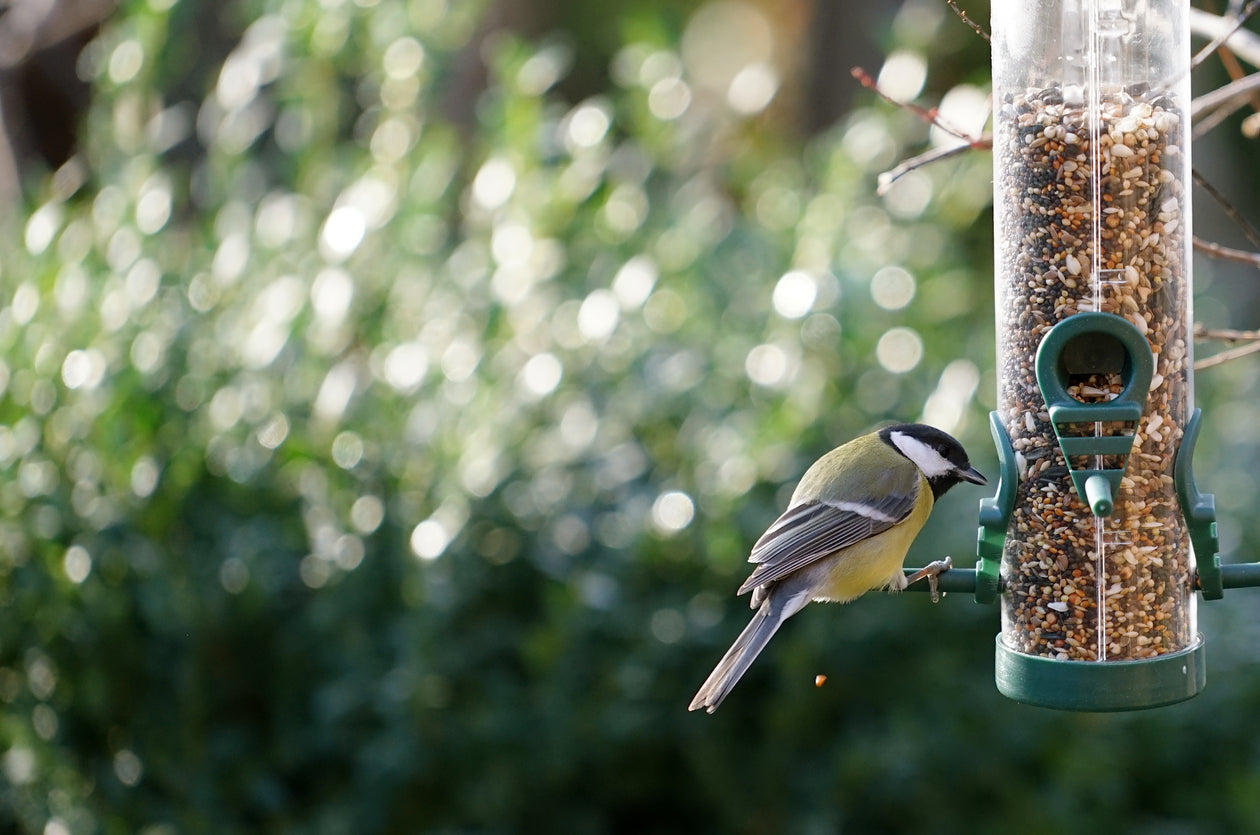 Wild Bird Seed