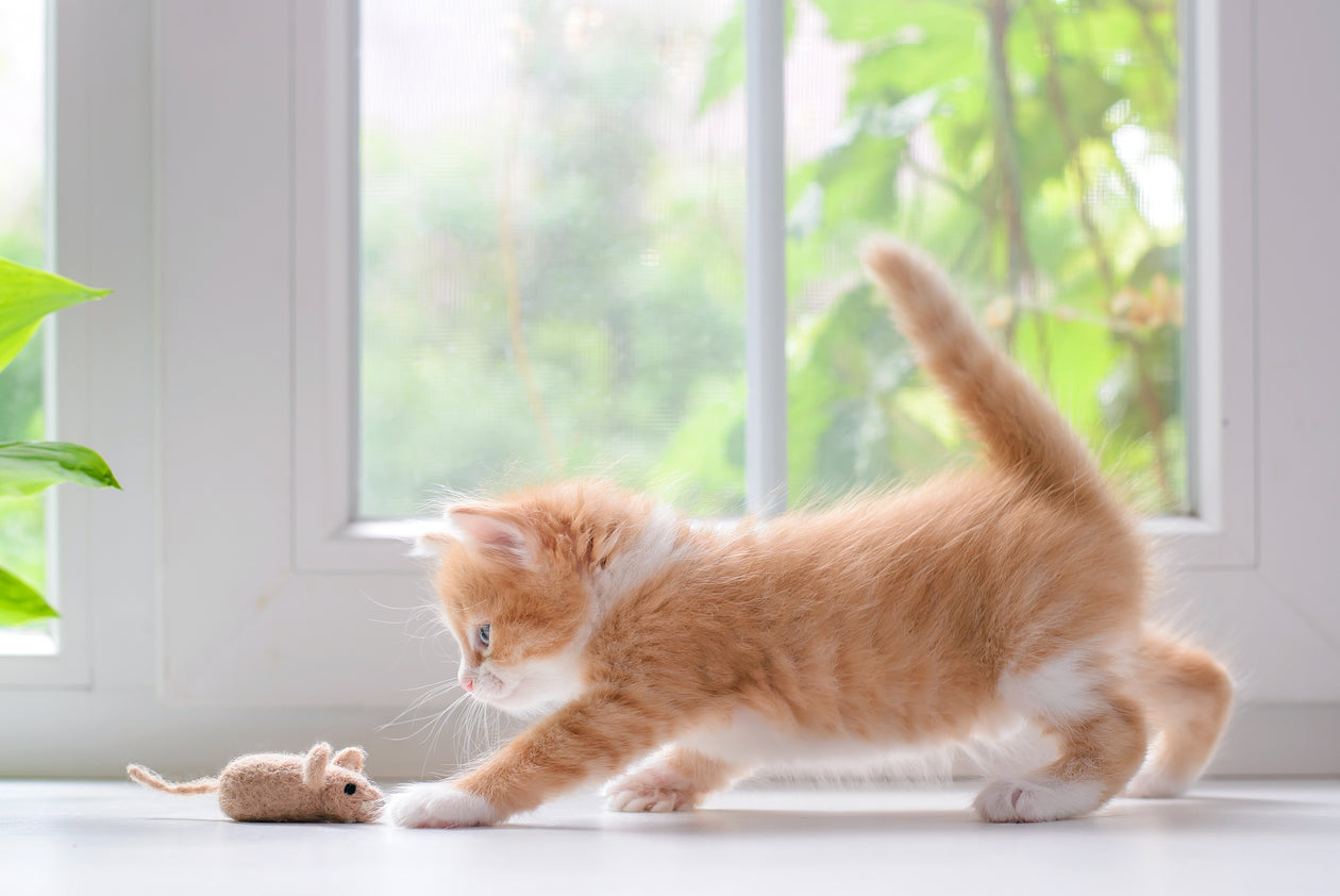 Cat Toys