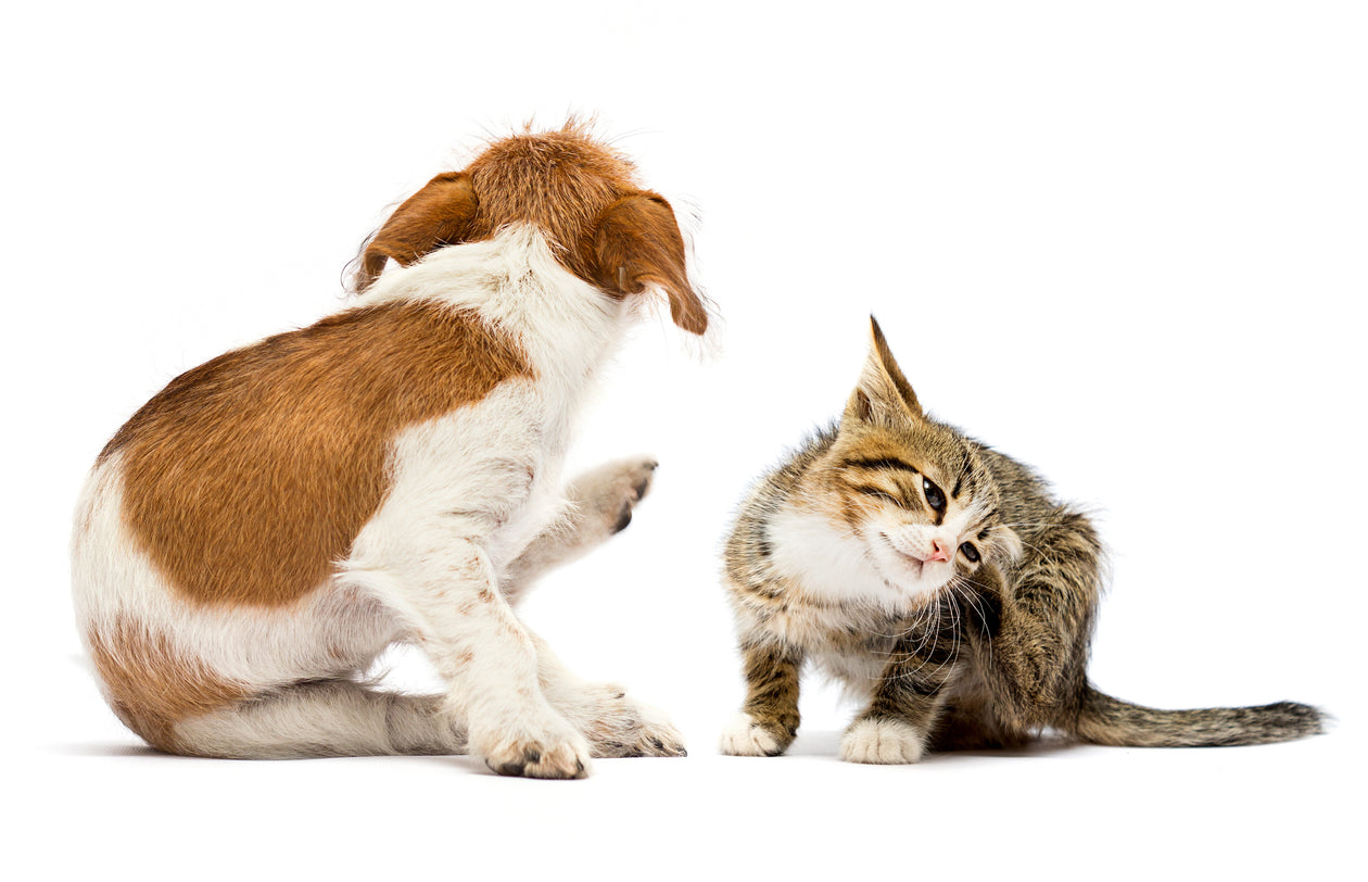 Flea & Tick / Wormer