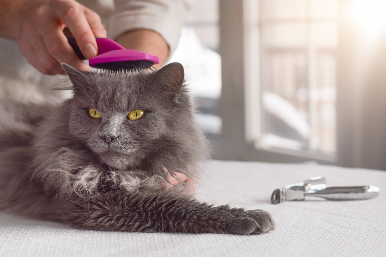 Cat Grooming