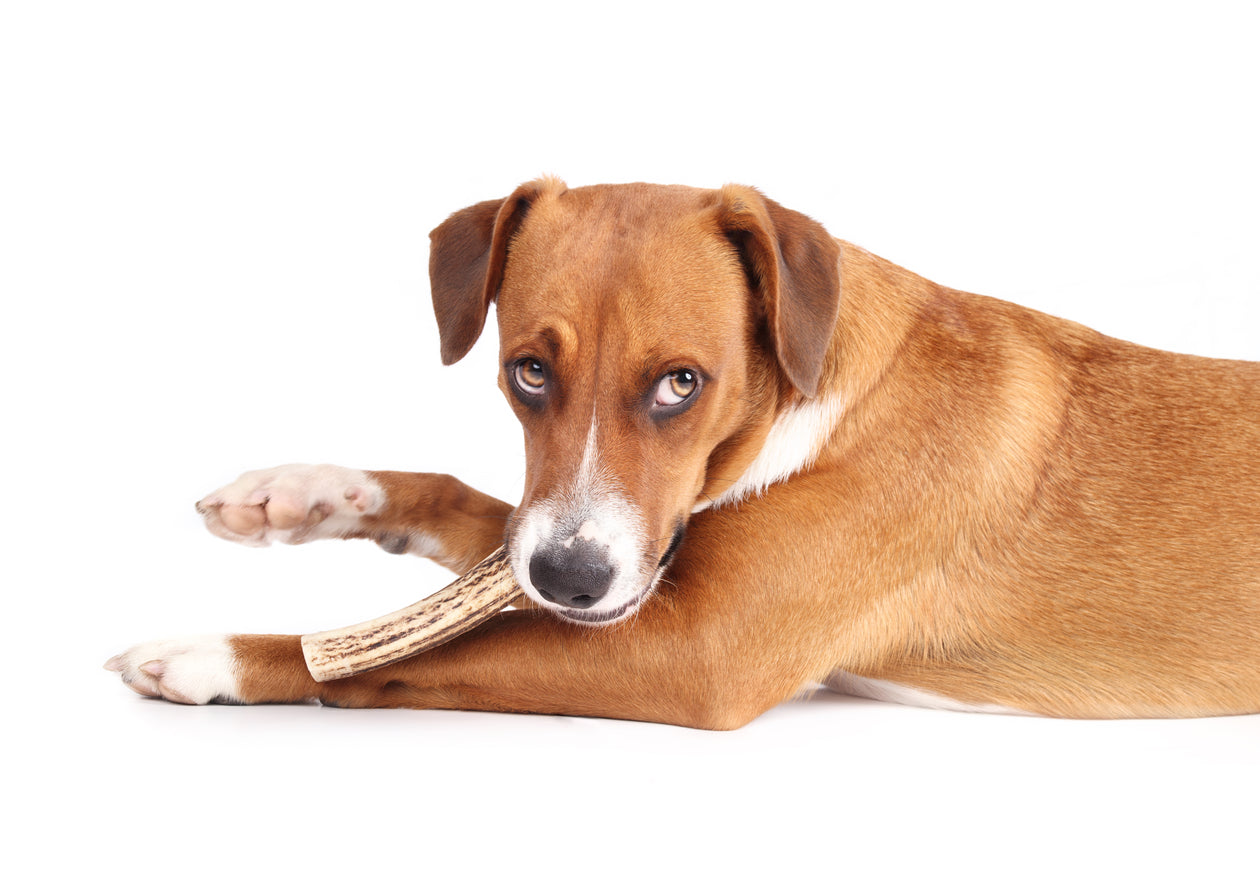 Antler / Wood Chews