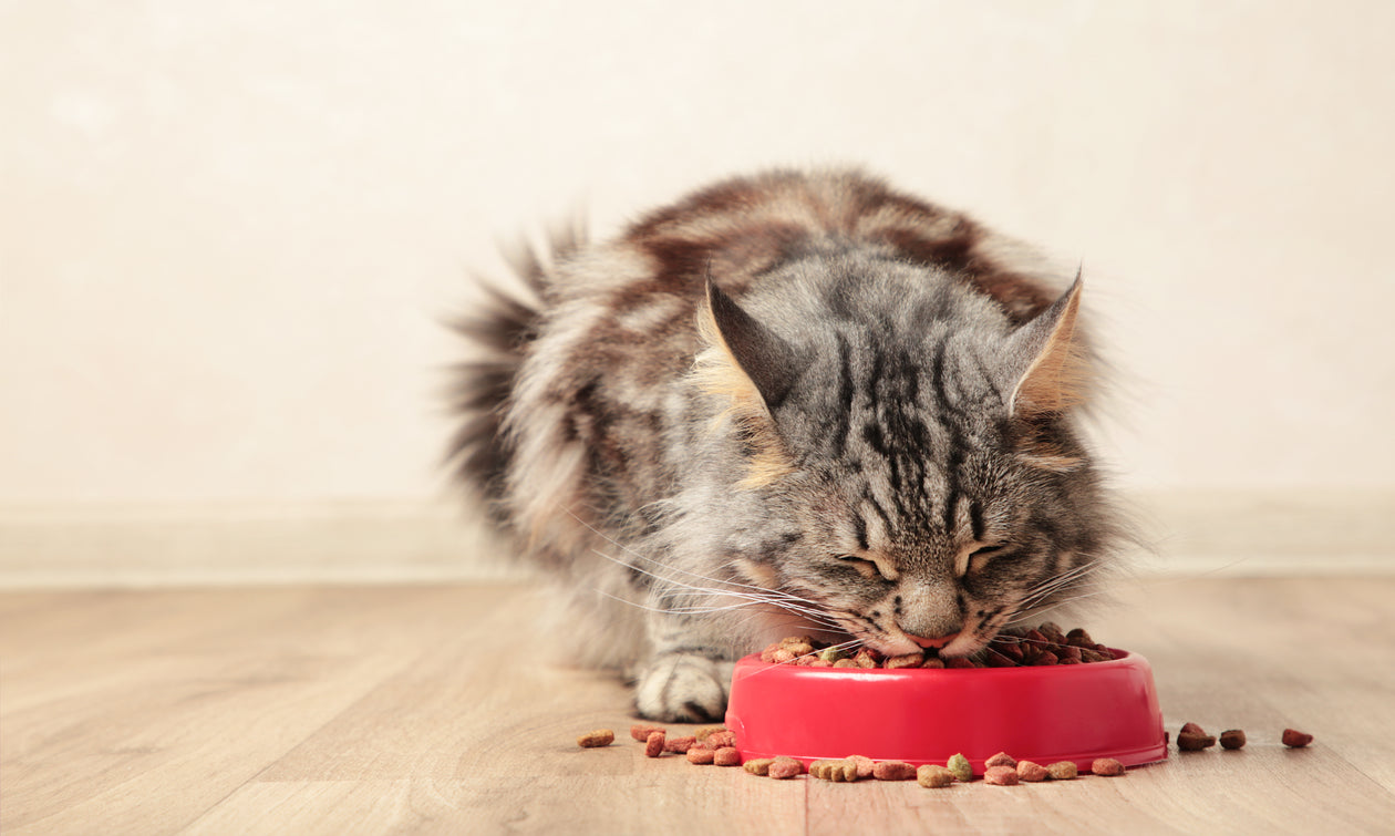 Cat Dry Food