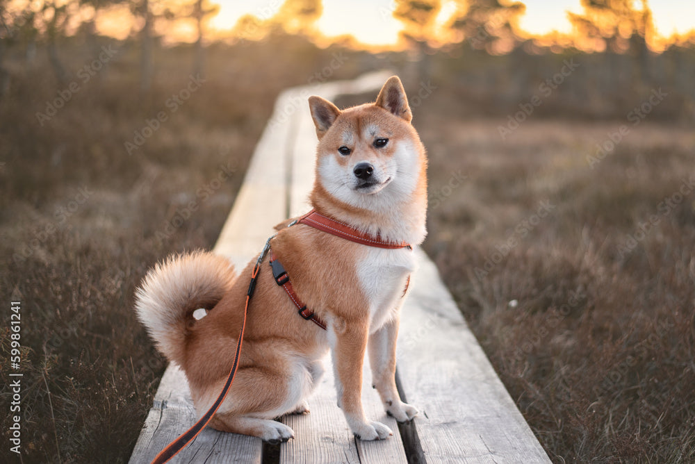 Harnesses