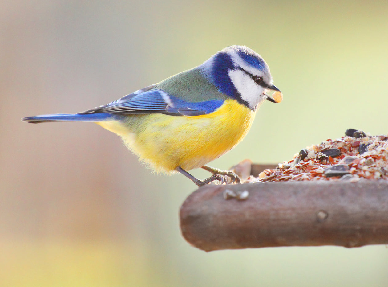 Suet & Fat
