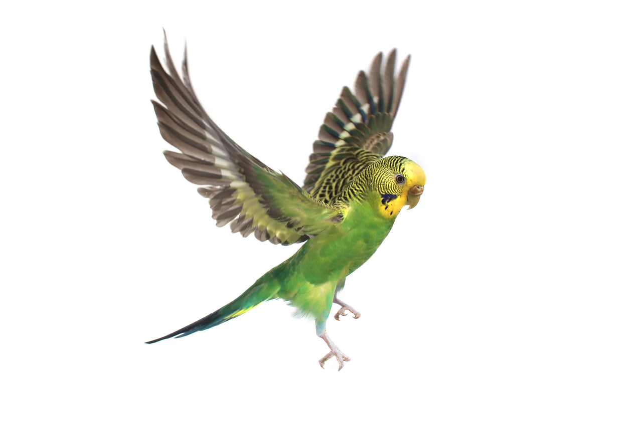 Aviary