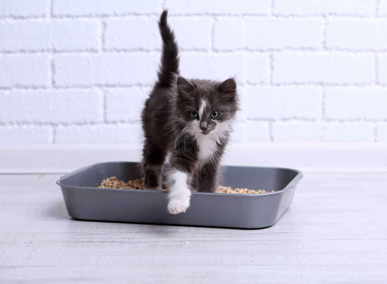 Cat Litter