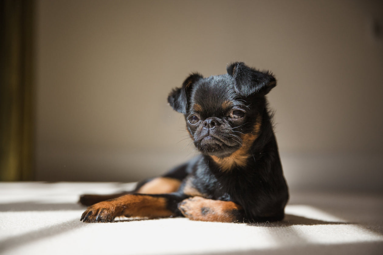 Puppy