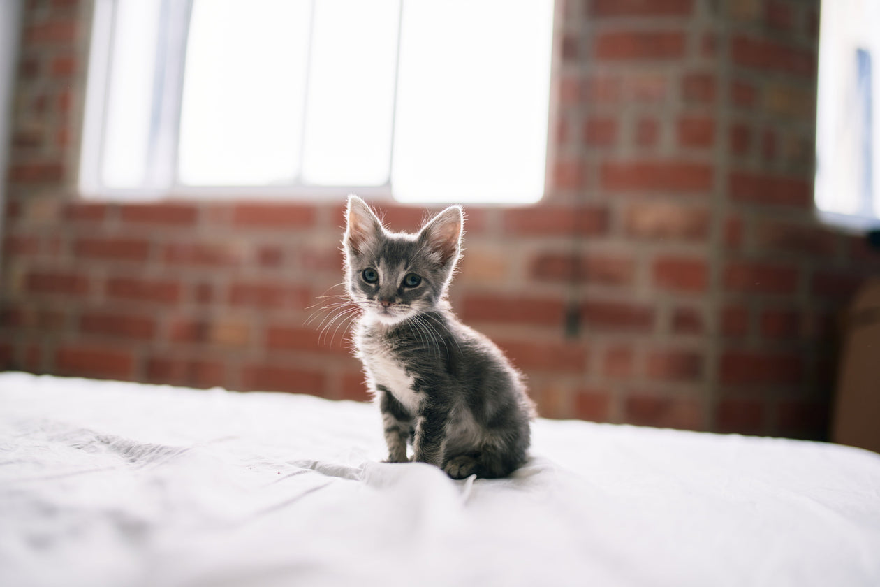 Kitten Products