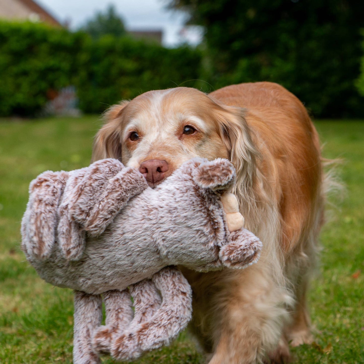 Sid The Spider Soft Dog Toy