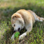 Gnome Durable PUP-X Synthetic Rubber Treat Dispenser: Gnome Treat Dispenser