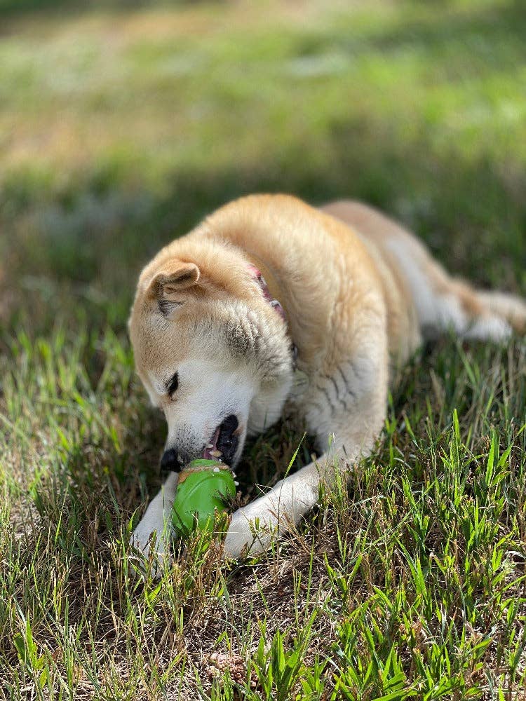Gnome Durable PUP-X Synthetic Rubber Treat Dispenser: Gnome Treat Dispenser