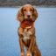 Bodhi & The Birchtree - Bodhi & The Birchtree Burnt Orange Fleece Snood