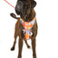 Adjustable Airmesh Dog Harness