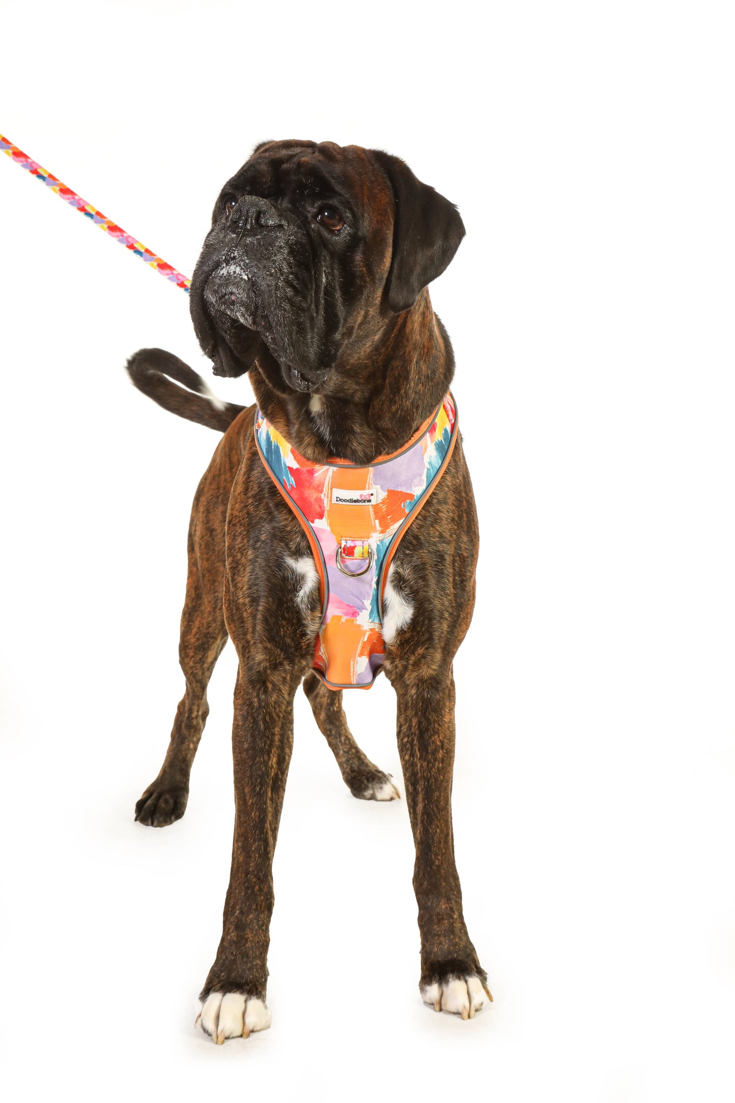 Adjustable Airmesh Dog Harness