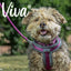 Viva Padded Harness Purple: Small