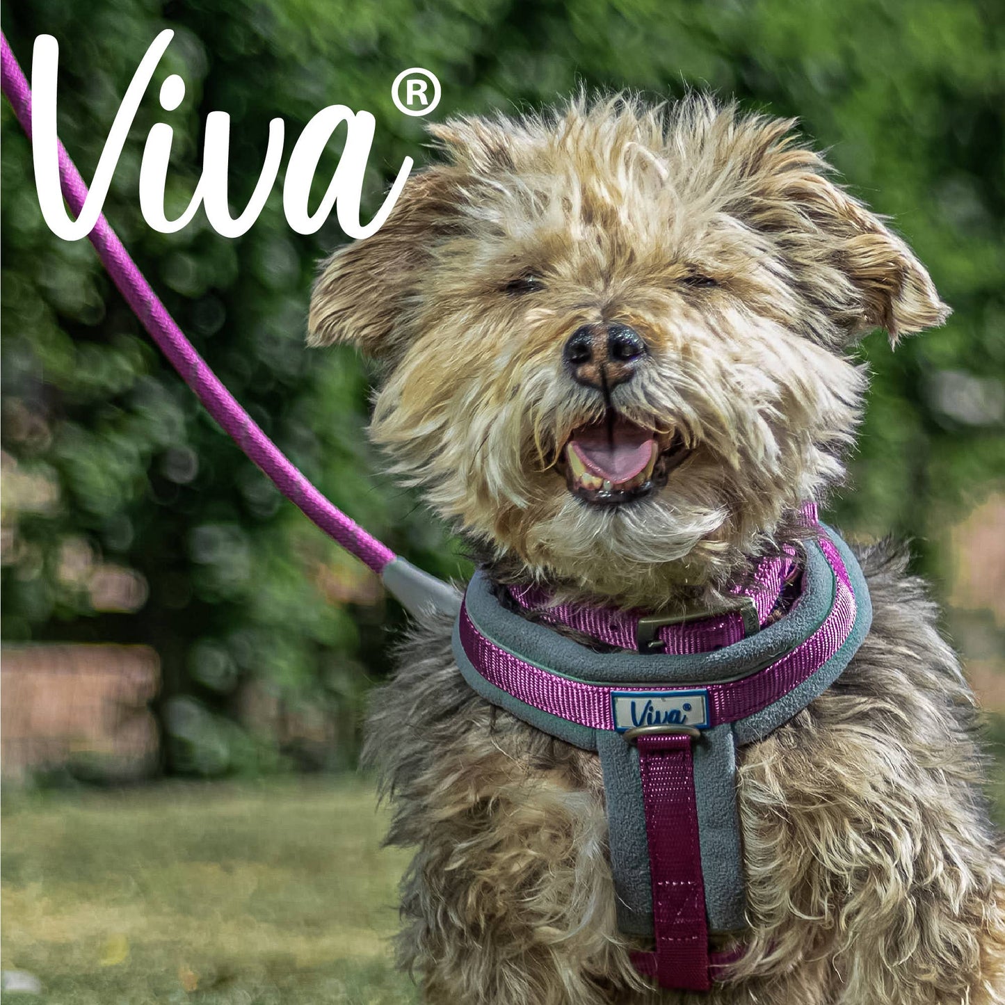 Viva Padded Harness Purple: Medium