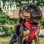 Ancol Viva Step in Harness