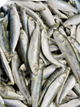 Dougies Sprats 1kg