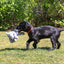 Ancol Pet Products Ltd - Small Bite Grey Elephant  Toy for Puppies & Smaller Dogs