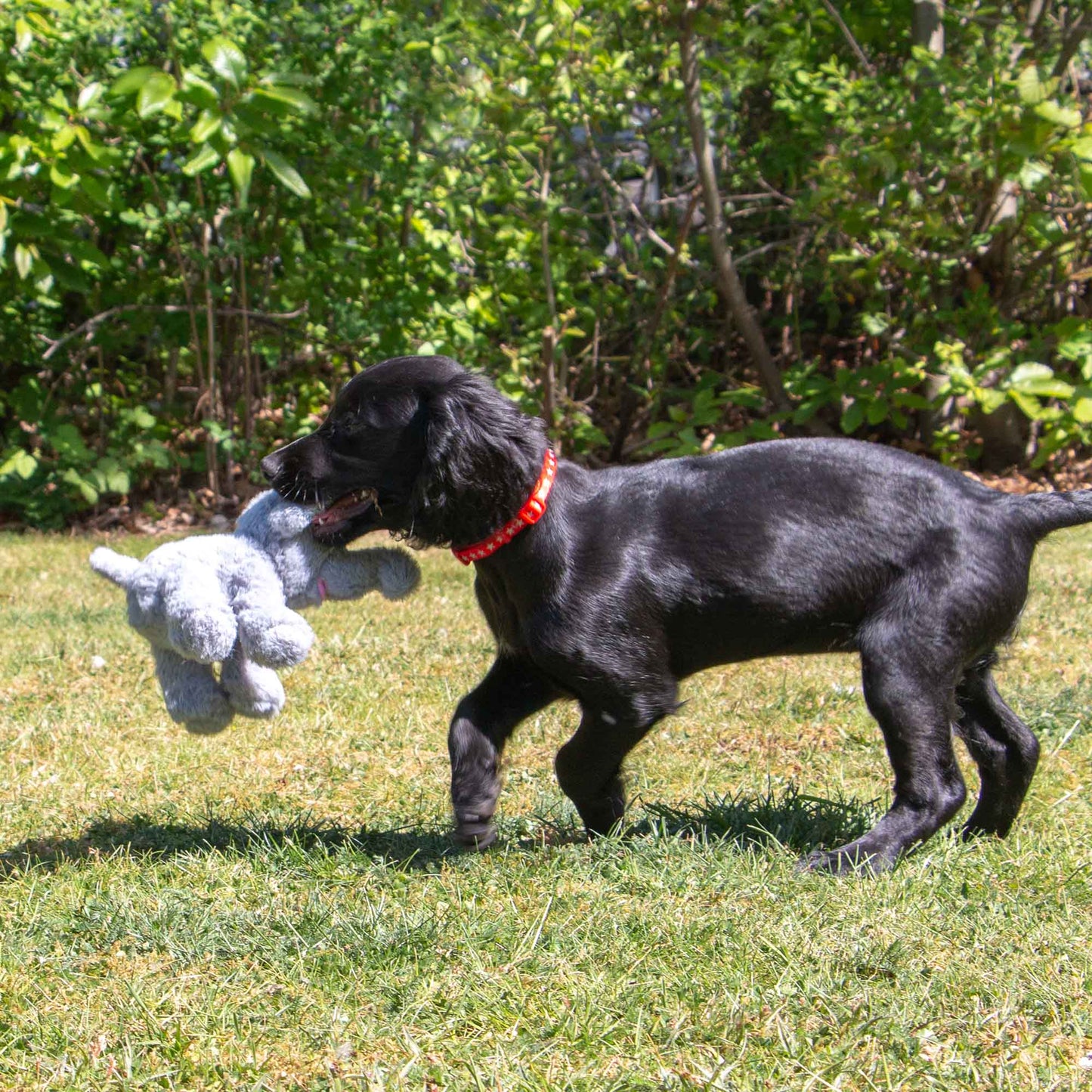 Ancol Pet Products Ltd - Small Bite Grey Elephant  Toy for Puppies & Smaller Dogs