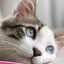Ancol Fluffy Danglers for Cats