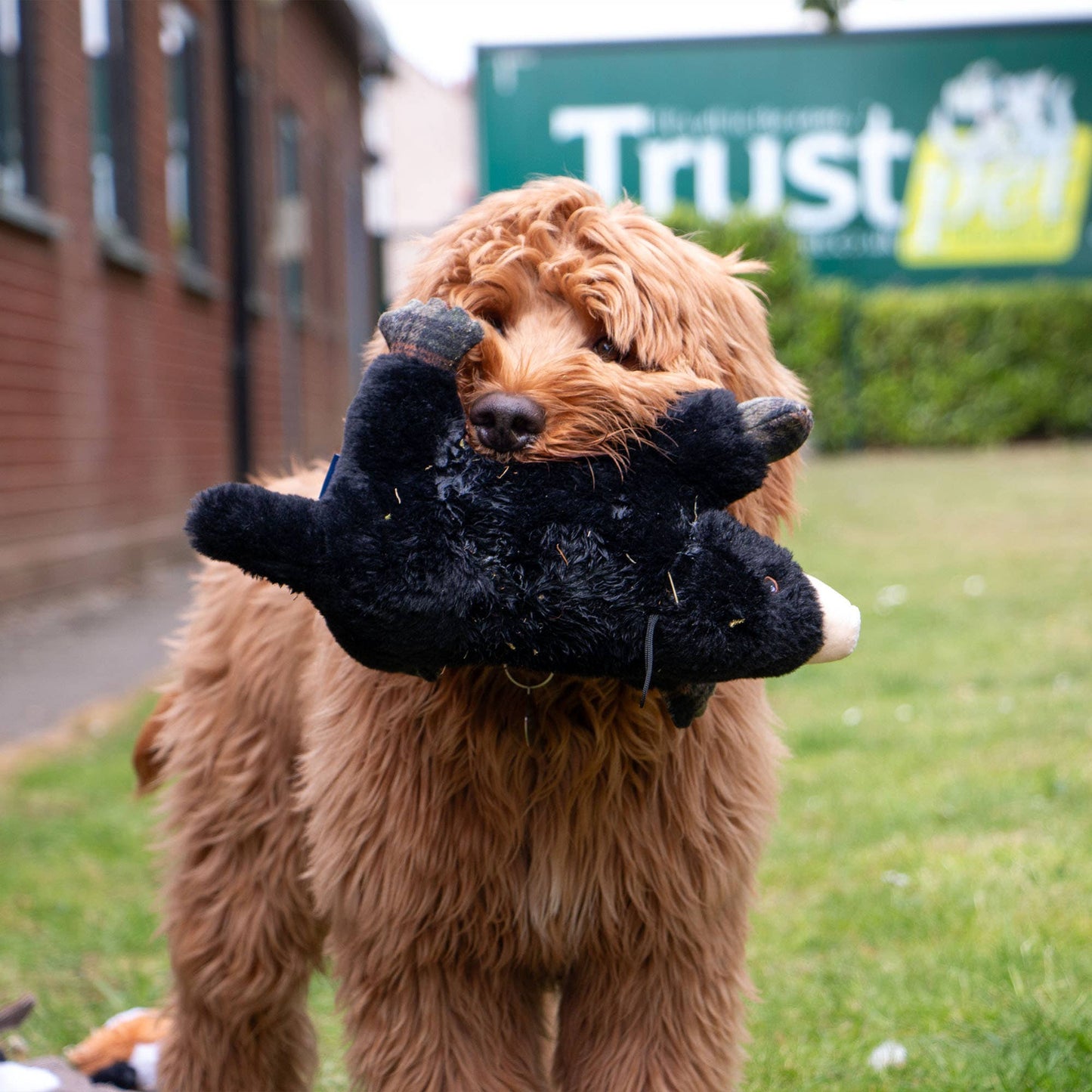 Ancol Pet Products Ltd - Heritage Montgomery Mole  Plush  Dog Toy