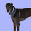Adjustable Airmesh Dog Harness