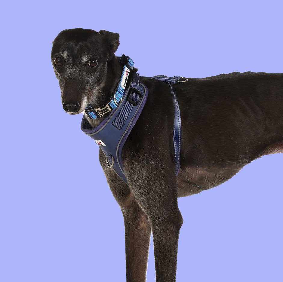 Adjustable Airmesh Dog Harness