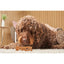 Petello Nobblys Original Peanut Butter Dog Chew