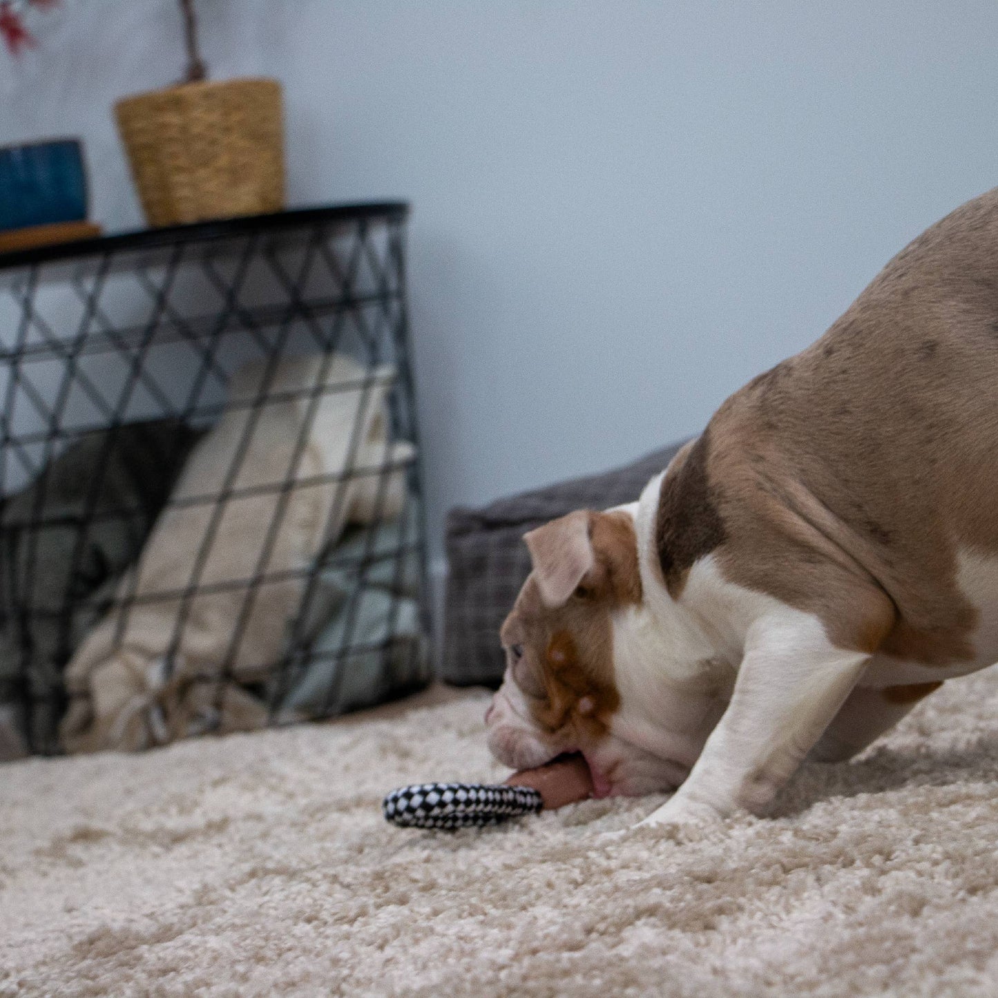 Ancol Small Bite Teether Tugger : Teddy