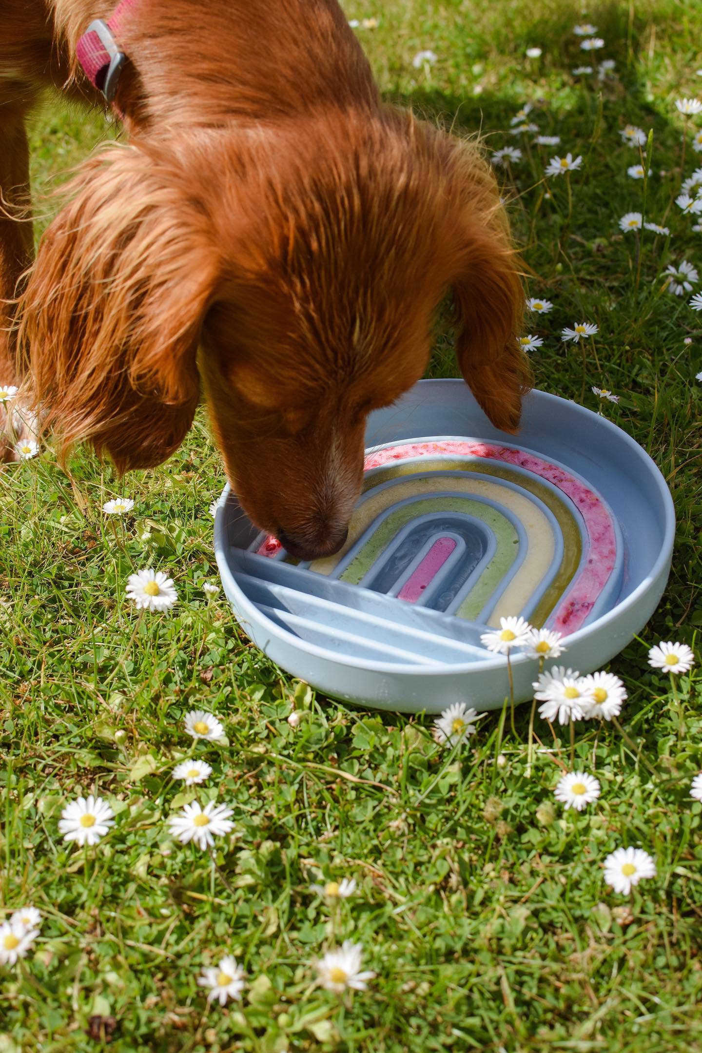 Bodhi & The Birchtree - Rainbow Enrichment Bowl Leaden