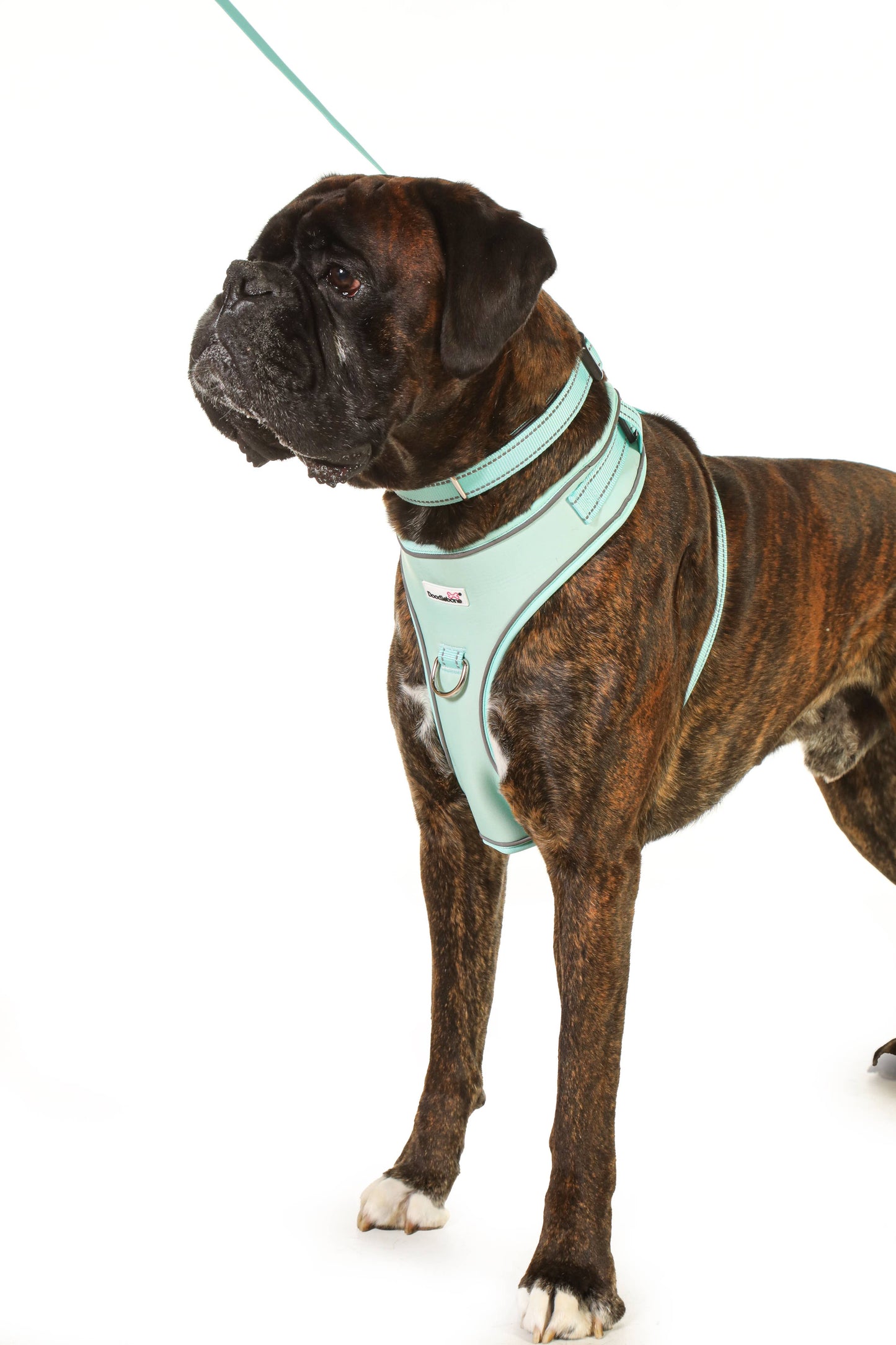 Adjustable Airmesh Dog Harness