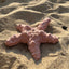 Recycled Rubber Starfish Dog Treat Toy