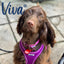 Ancol Viva Buckle Collar Purple