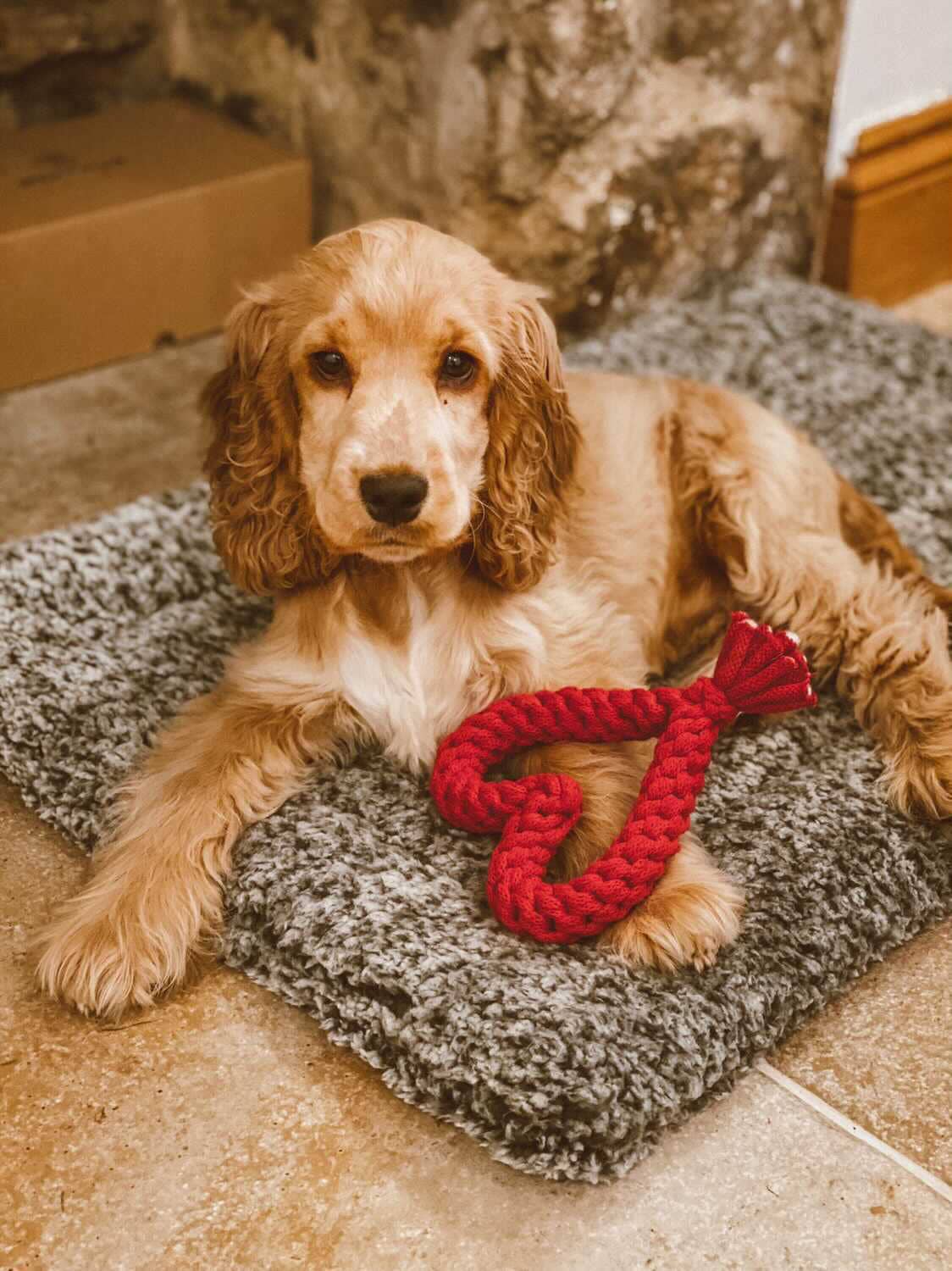 Heart Dog Toy