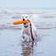 BOB: The 3-in-1 Dog Dummy