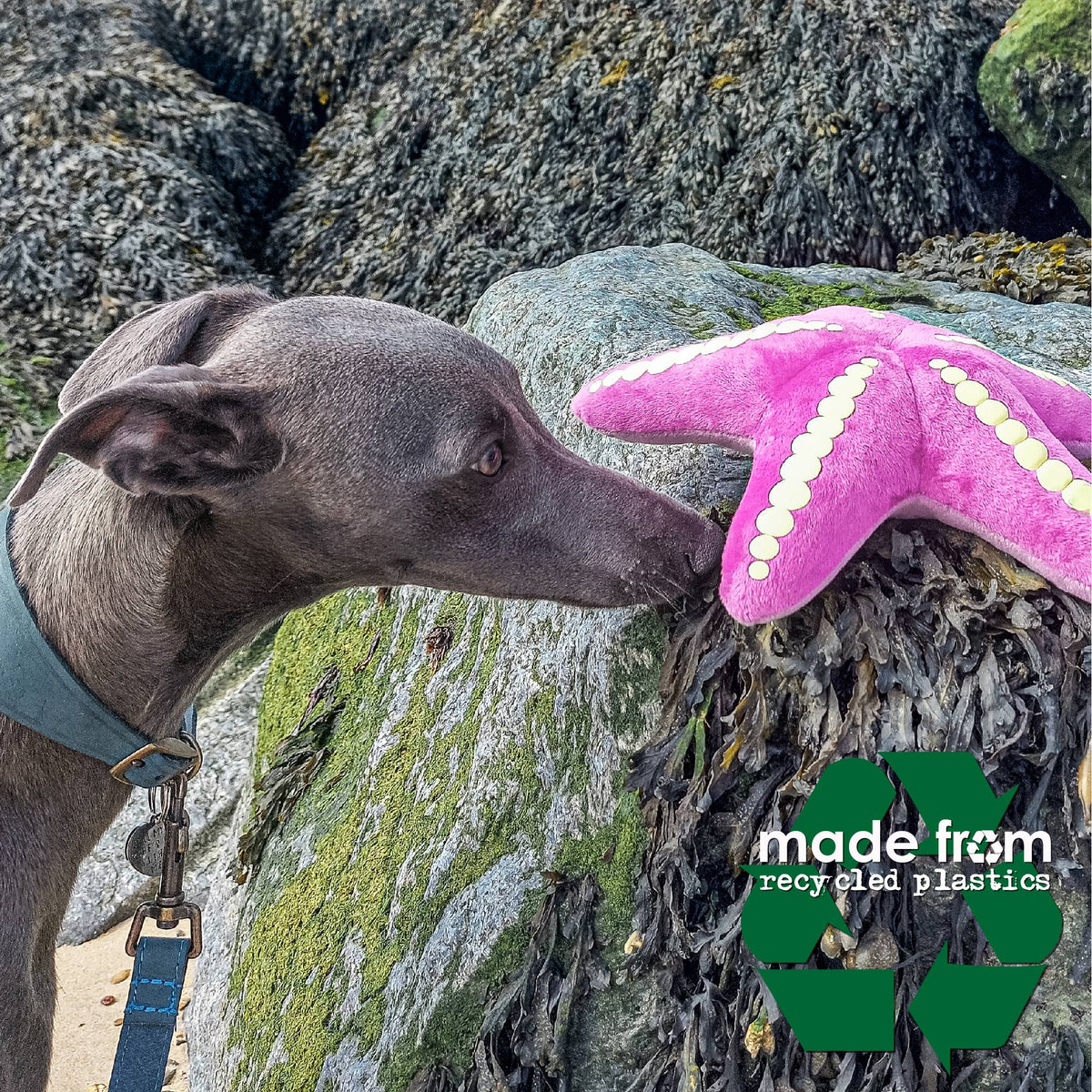 Made From Starfish Crab And Anchor