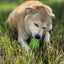 Gnome Durable PUP-X Synthetic Rubber Treat Dispenser: Gnome Treat Dispenser
